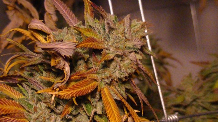 west coast sour diesel aka kerosene kush