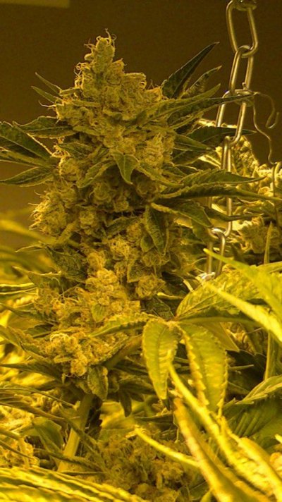 med-mans master kush