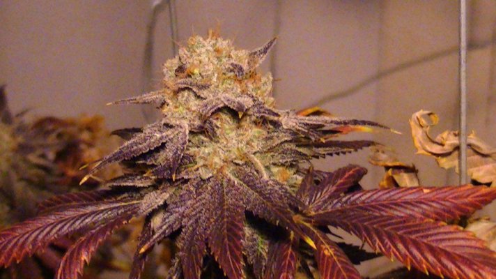 purple pain killer