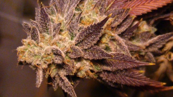 purple pain killer