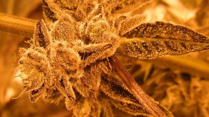 mmb seed drop 1.0
