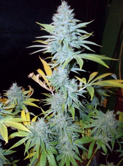 Clockworx pictures presents "Friendly Fire" Goji OG -vs- Lucky Charms