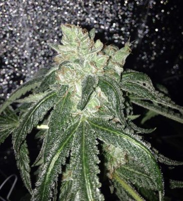 Romulan Alien Kush aka Astro Kush
