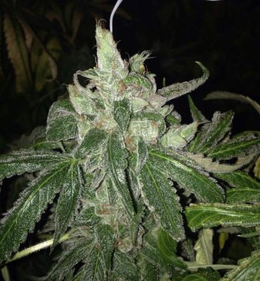 Romulan Alien Kush aka Astro Kush