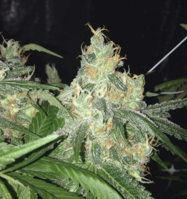 Sour Boggle - Flower Pics