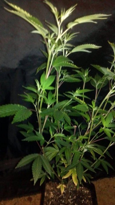 = The BEST OG Kush Clone Only=