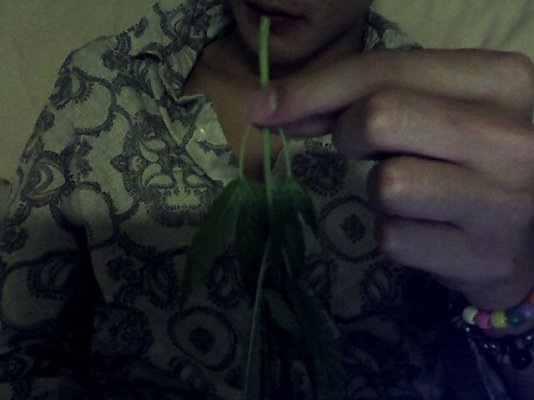 Im so fucked/stem snap, any suggestions