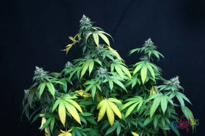 Purple Kush @ 50 dayz 002.jpg