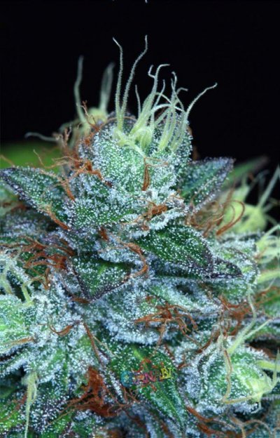 Purple Kush @ 50 dayz (2).jpg