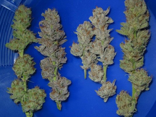Alien Kush - The Kushtastic Alien Invasion