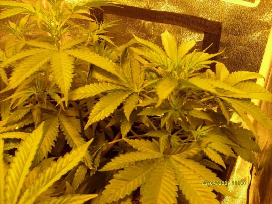 first-grow-010.jpg