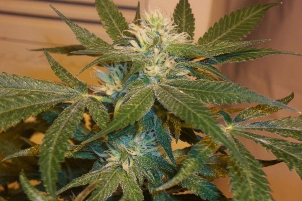 Blueberry - day36.jpg
