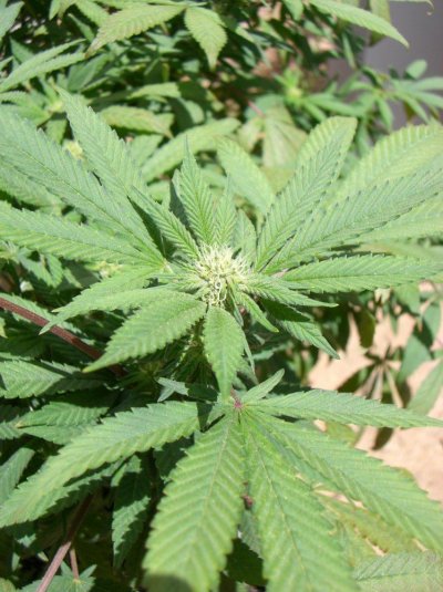 high-elevation-grow-2.jpg
