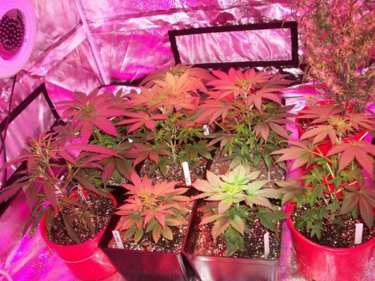 day 9 flower 001.JPG