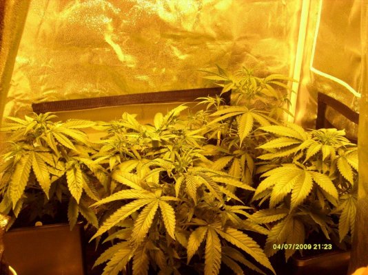 first-grow-006.jpg