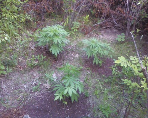first grow in 15  or so years 183.jpg