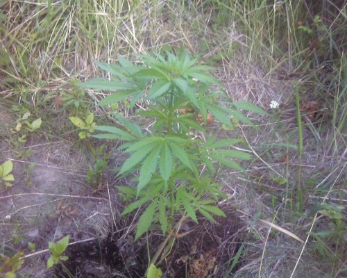 first grow in 15  or so years 184.jpg