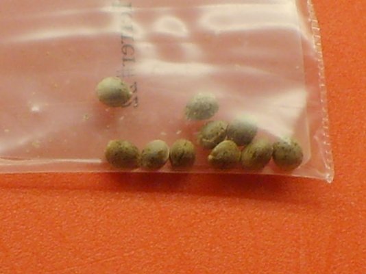 Stone's Grow! "Sweet Jack" Karma Genetics Test grow