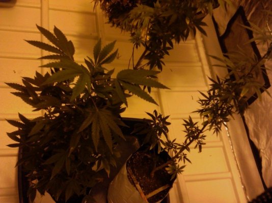 Pharm'N With Hemp