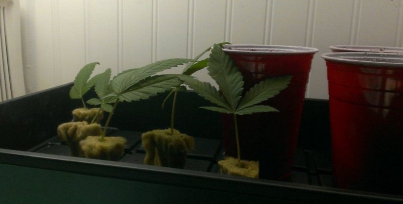 Afghan X Hells Angel OG