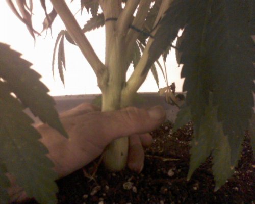 First tree grow
