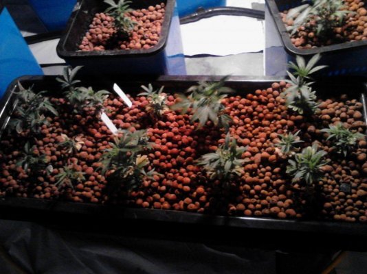 4kw Flo-n-Gro, Purple Urkel and God Bud