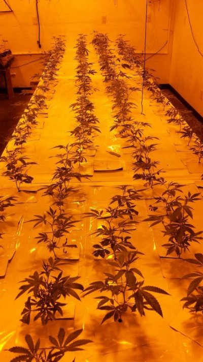 A few shots of my rooms growing in Beds with some new strains WIFI X SOUR D and...