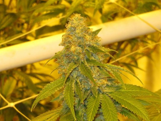 Jay's Indoor Grow