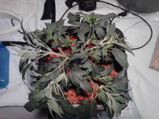 4kw Flo-n-Gro, Purple Urkel and God Bud