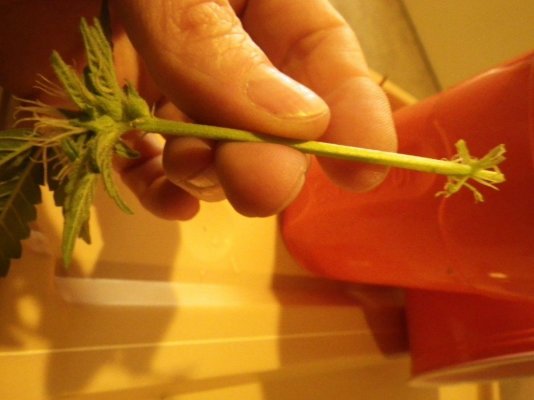 cloning ARC 5th week flower 058.JPG