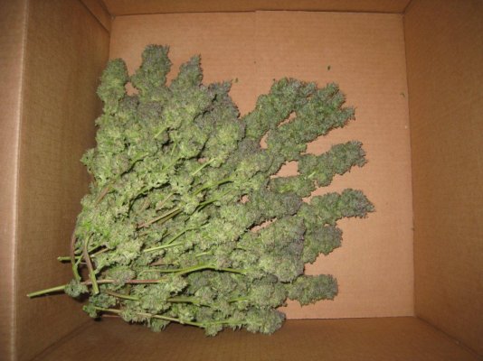 Meeks' 2013 Dapper Grow Log