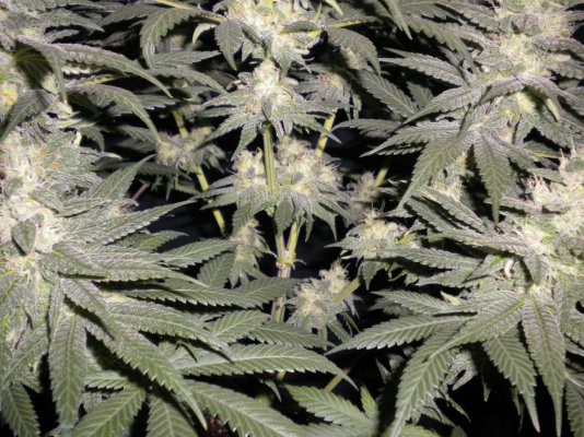 New Blue Diesel