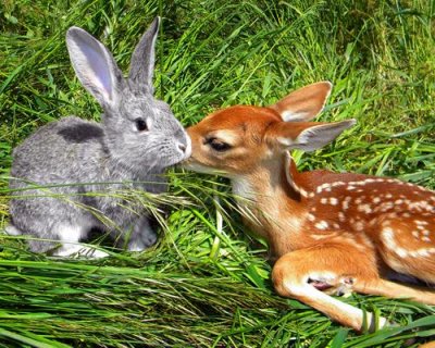 Real life Bambi and Thumper random 24463413 500 400