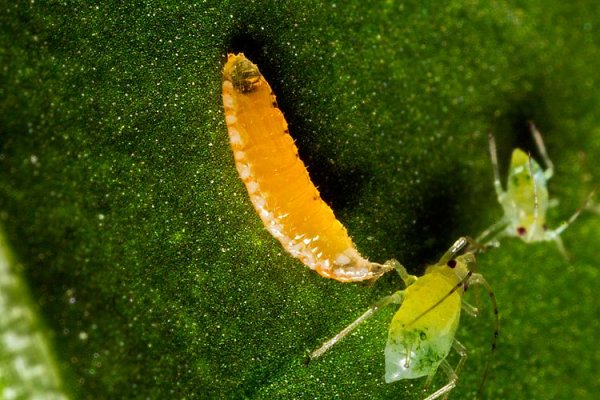 show us your bugs.