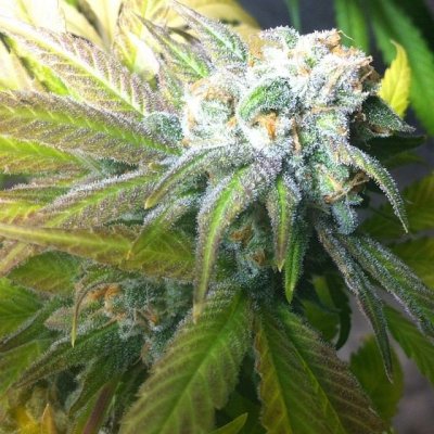 Looking for Blockhead clone