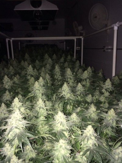 A few shots of my rooms growing in Beds with some new strains WIFI X SOUR D and...
