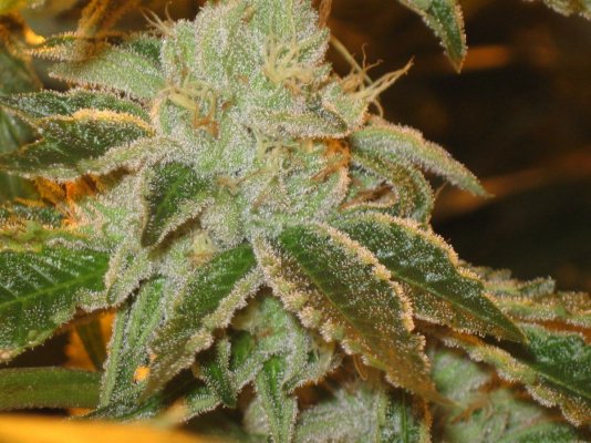 = The BEST OG Kush Clone Only=
