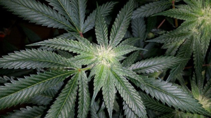 = The BEST OG Kush Clone Only=