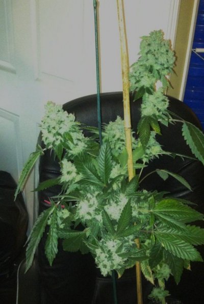 White OG V 1.0 F2
