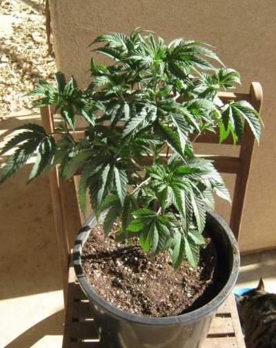 budsandrosesgsc.JPG