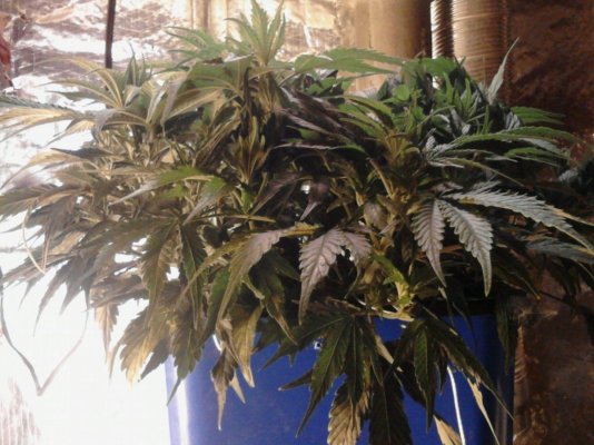 4kw Flo-n-Gro, Purple Urkel and God Bud