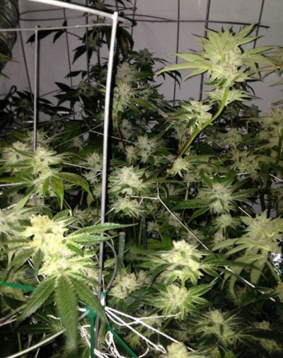 = The BEST OG Kush Clone Only=
