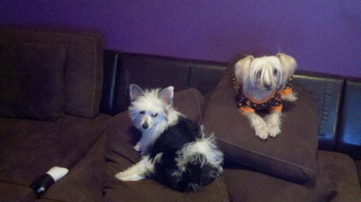 Dogs