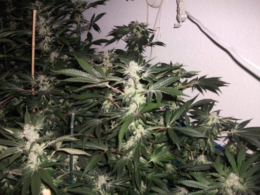 Girl Scout Cookies & Friends