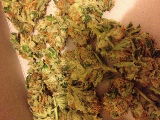 = The BEST OG Kush Clone Only=