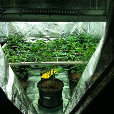 new grow coming bigger and better