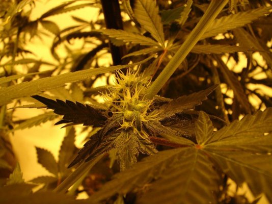 Flower w/pods in bud?