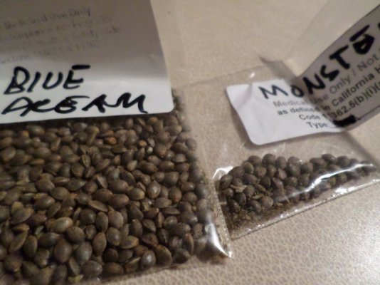 DO SATIVA SEEDS LOOK ALIKE AND DO INDICA SEED LOOK ALIKE???