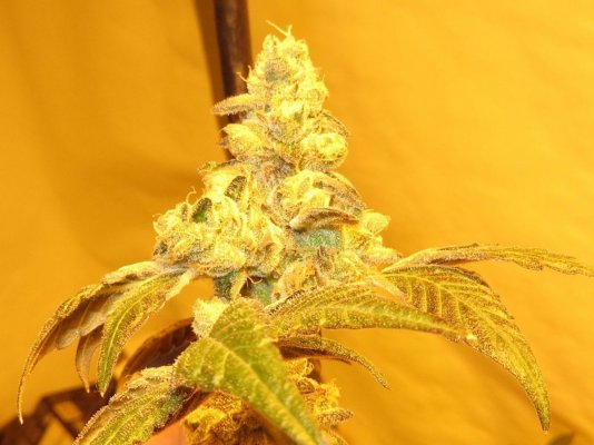 Girl Scout Cookies & Friends