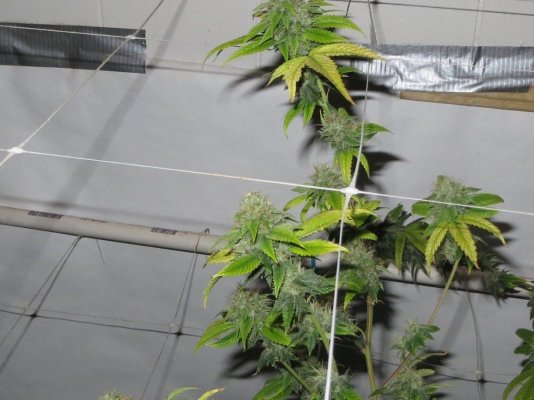 = The BEST OG Kush Clone Only=